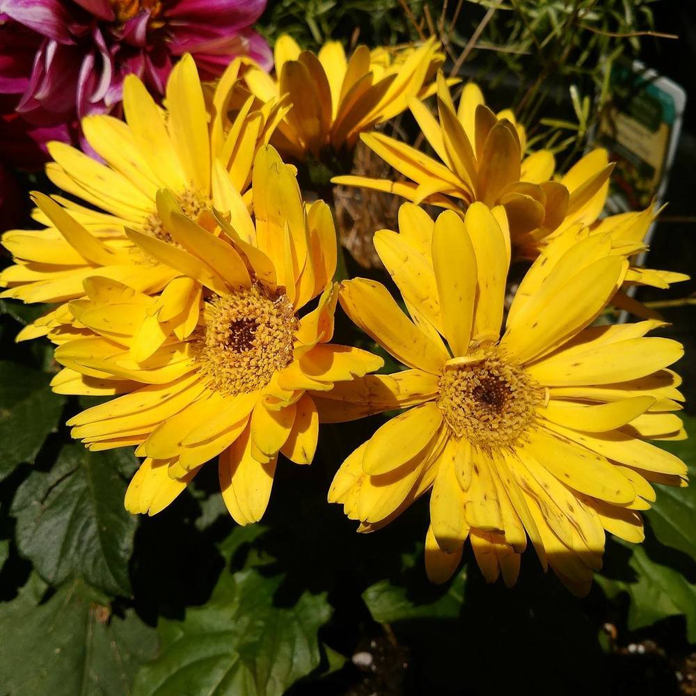 Meet your Posher, Sedabres