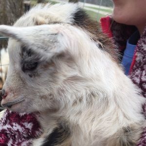 Meet your Posher, Rachel