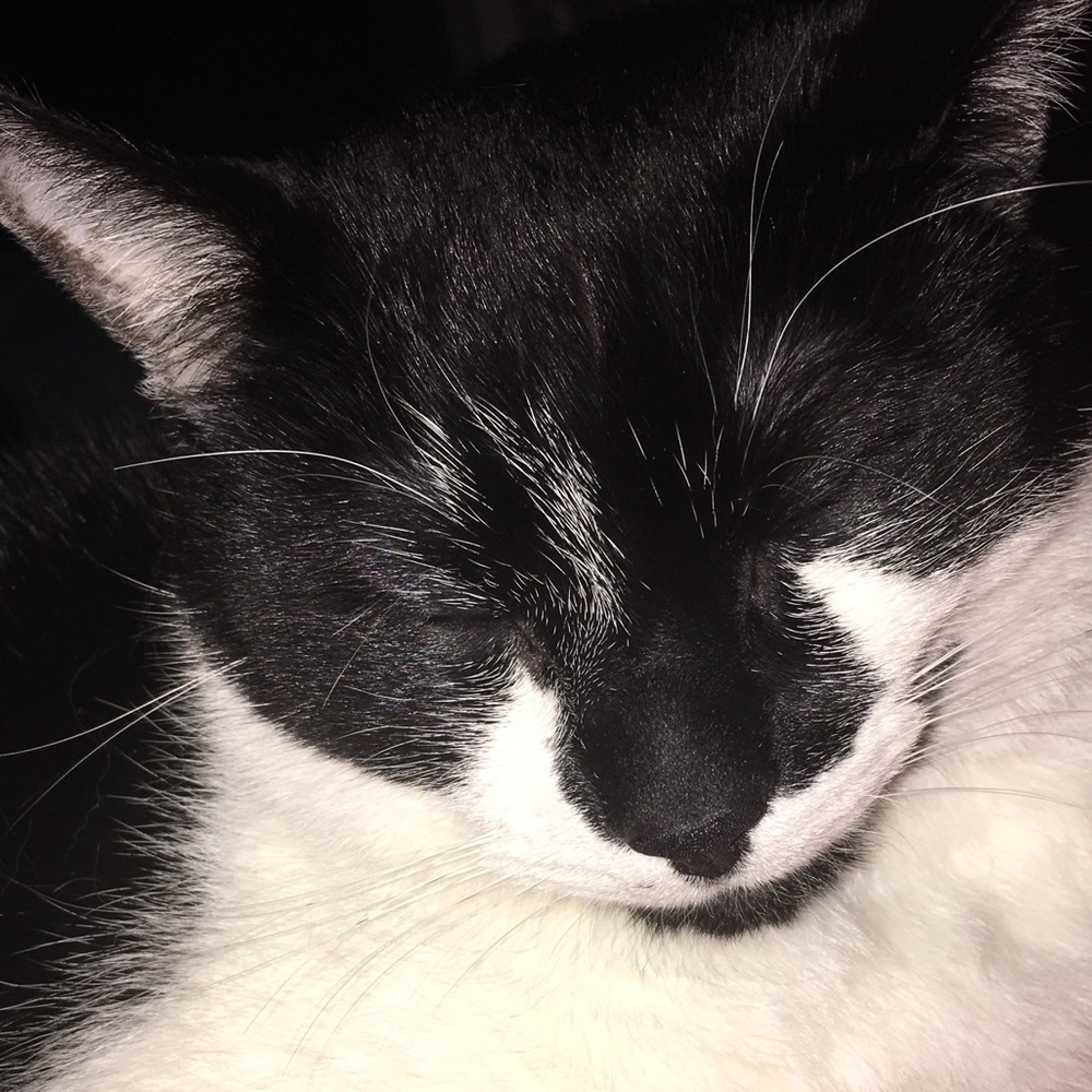 Meet your Posher, Sofia