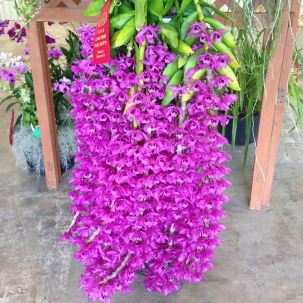 Meet your Posher, Jane