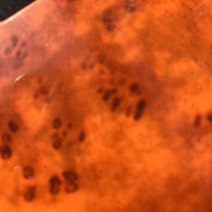 Meet your Posher, Leonardo