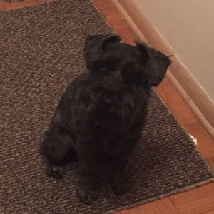 Meet your Posher, William