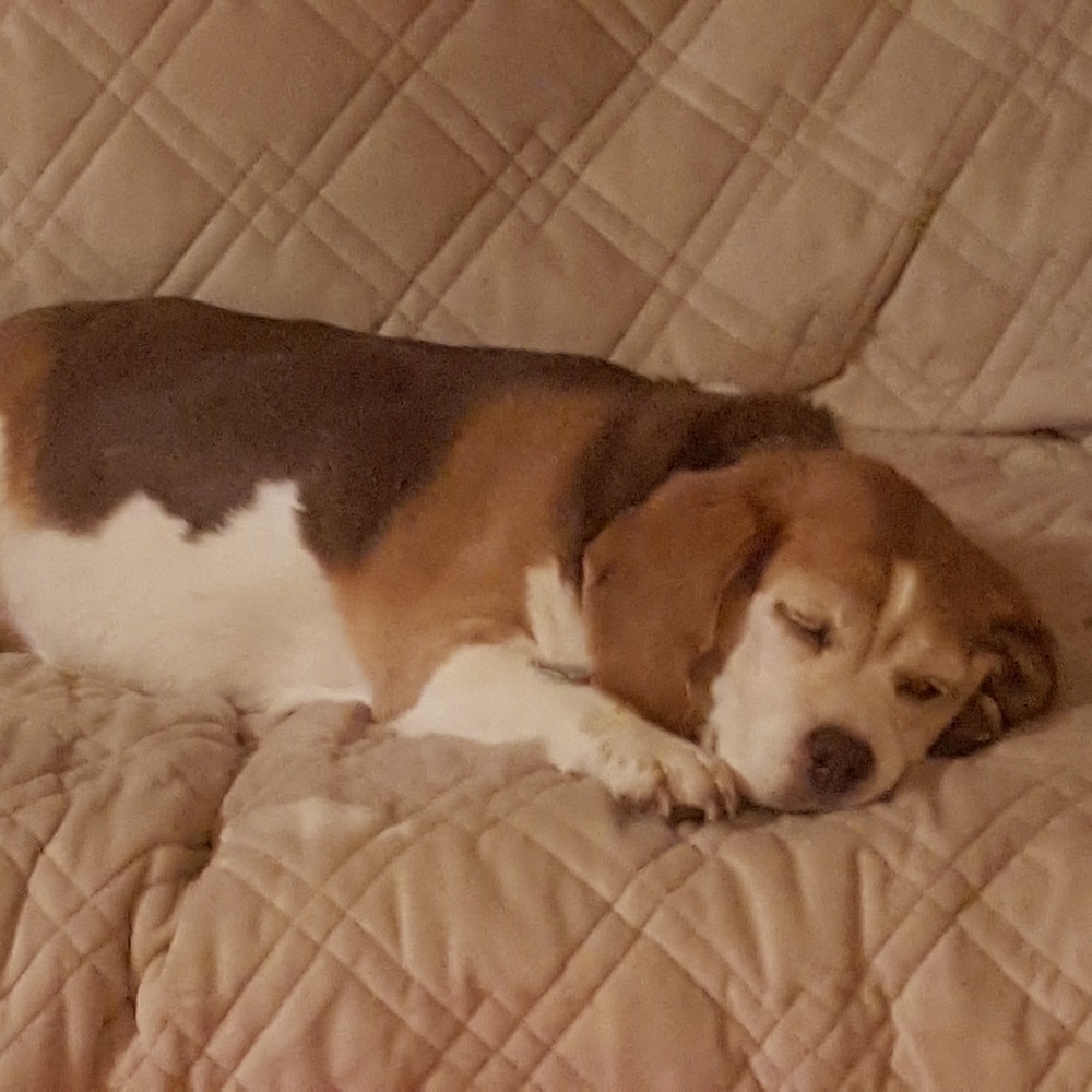 Meet your Posher, Rachel