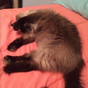 Meet your Posher, Gabrielle