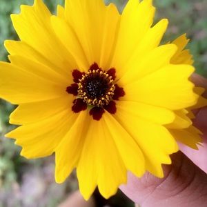 Meet your Posher, Dalia