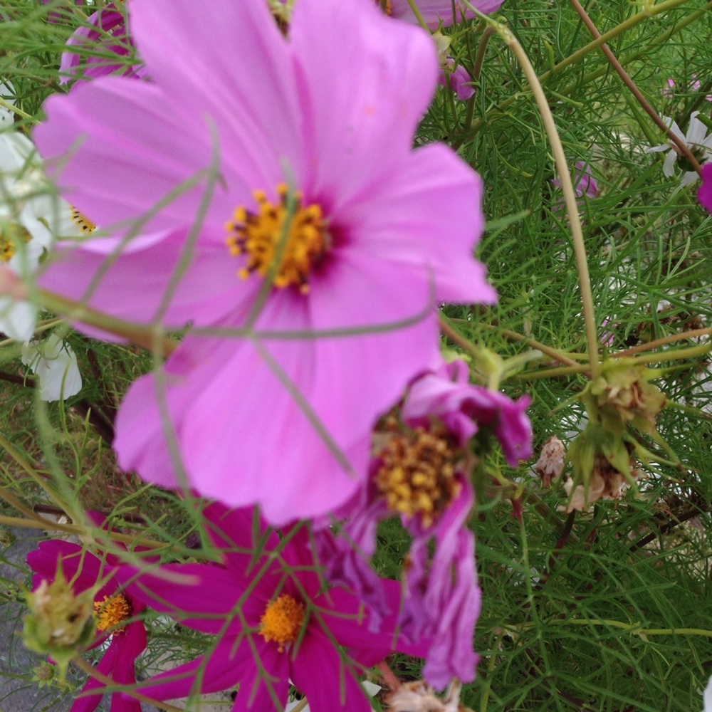 Meet your Posher, Kamryn