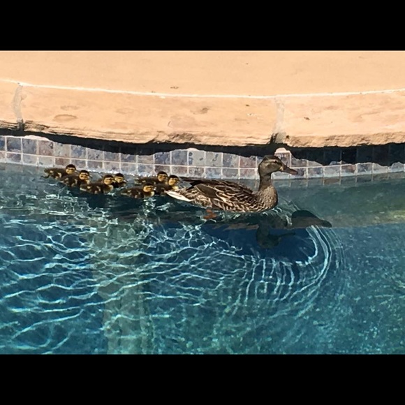 🐾  👣Please Keep Sharing, Let's Max This Out!! - Picture 3 of 3