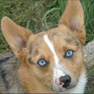 Meet your Posher, Lola