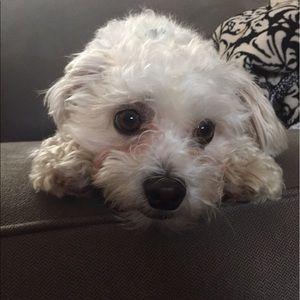 Meet your Posher, Pattie