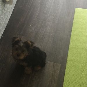 Meet your Posher, Earnestine