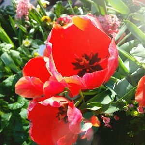 Meet your Posher, Mahasti