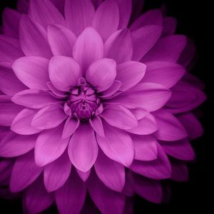 Meet your Posher, Layla