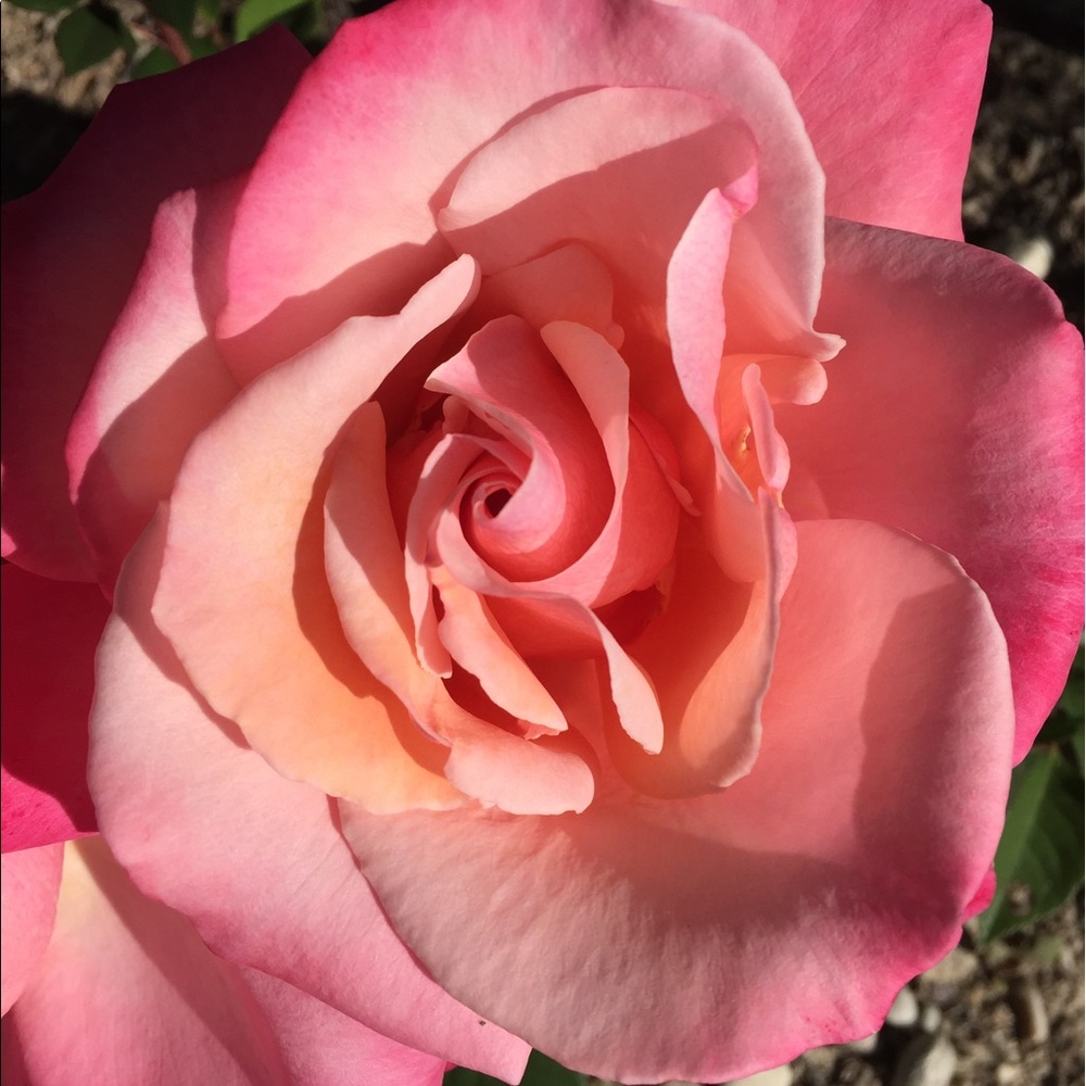 Meet your Posher, Arlene