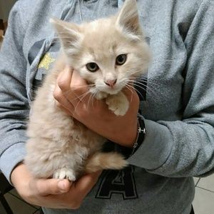 Meet your Posher, Mona