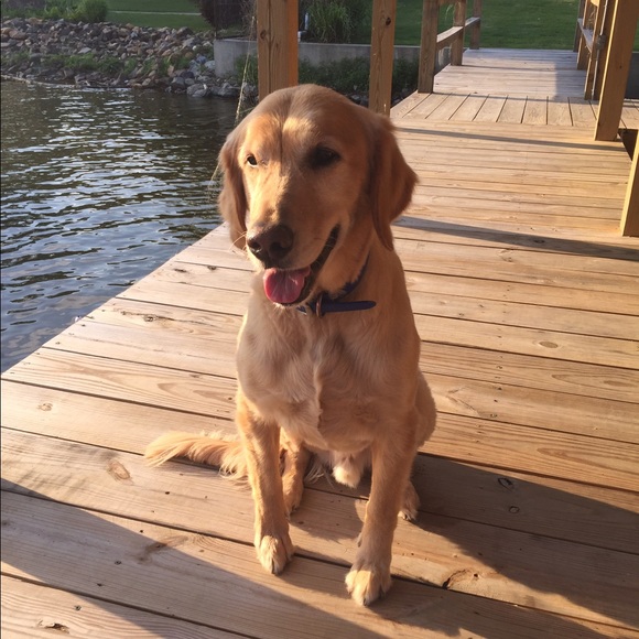 Meet your Posher, Lauren - Picture 1 of 1