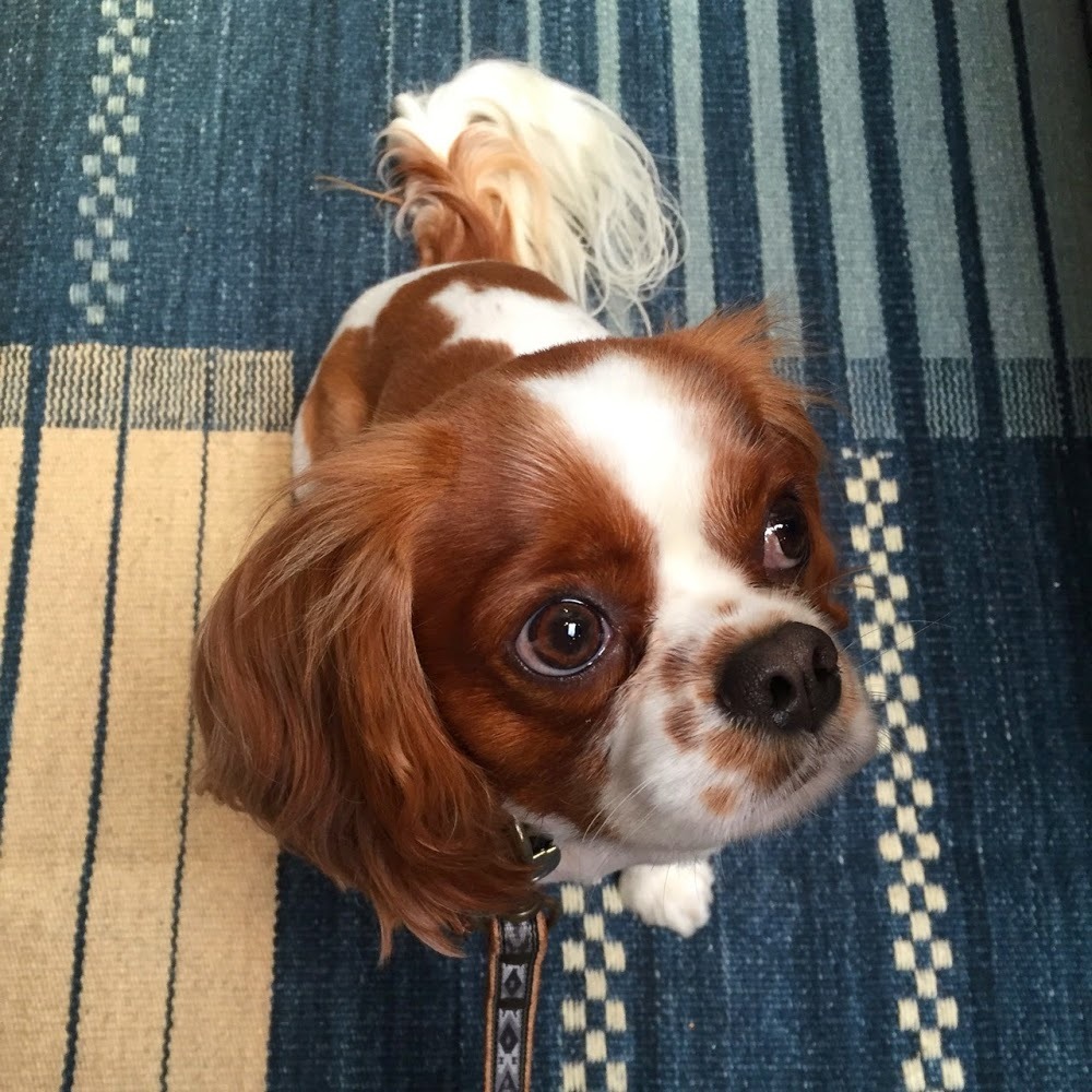 Meet your Posher, Jenee