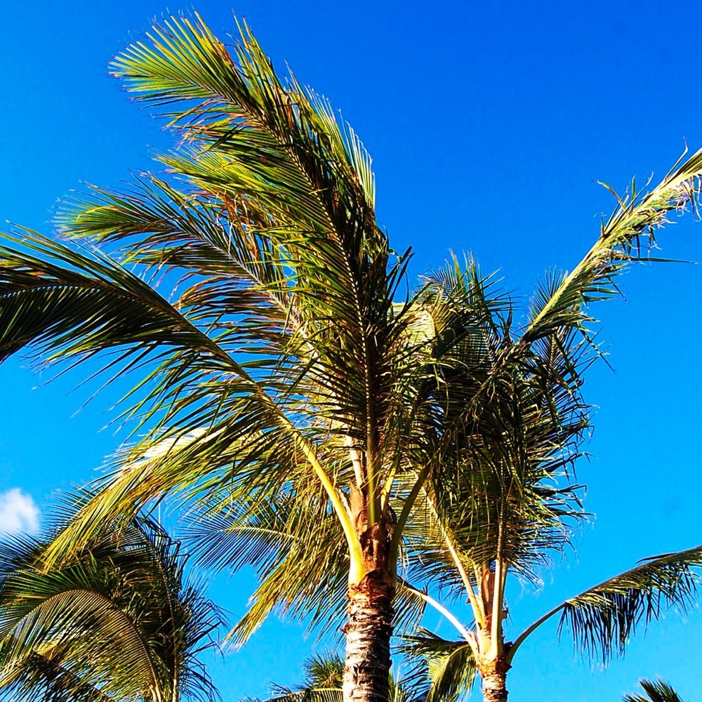 Meet your Posher, Jasmin