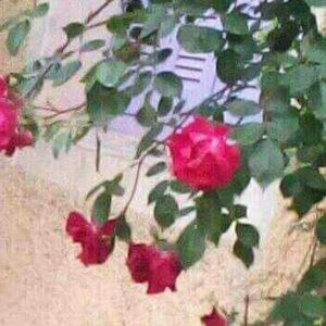 Meet your Posher, Souhila