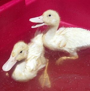 Meet your Posher, Brittney