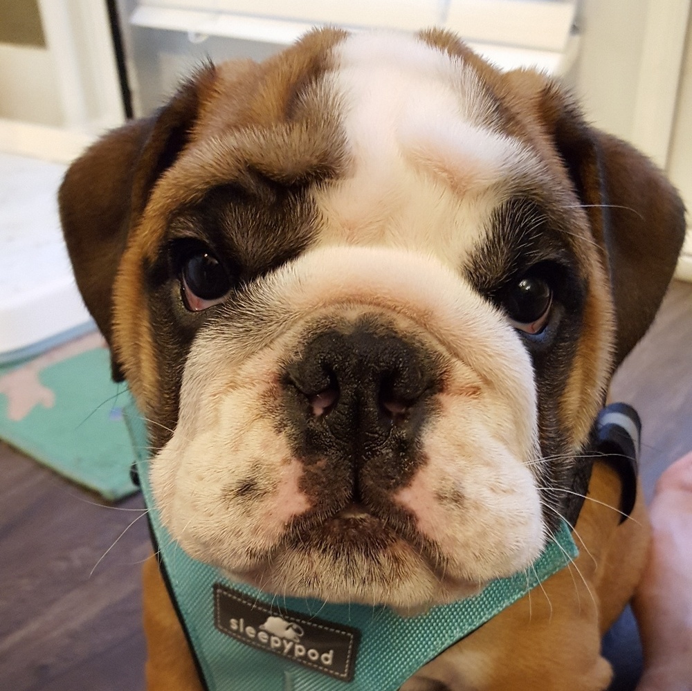 Meet your Posher, Maria