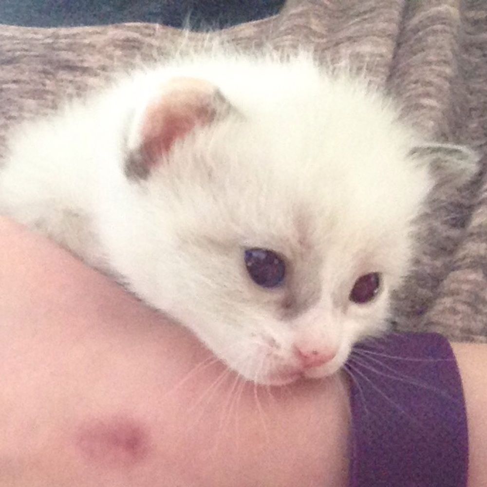 Meet your Posher, Rio