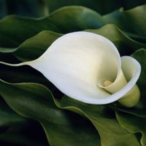 Meet your Posher, Verena