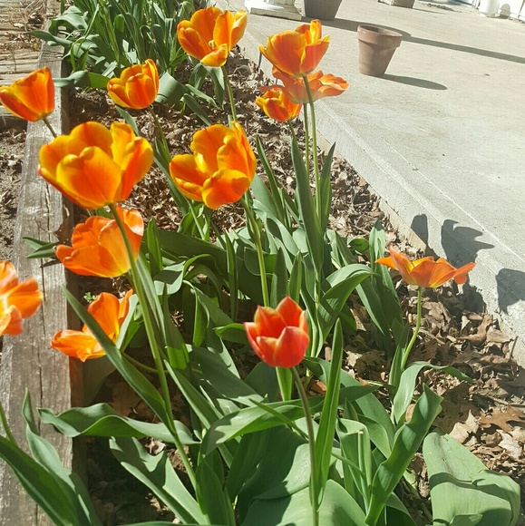 Meet your Posher, Cmarie - Picture 3 of 3