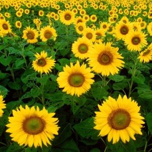 Meet your Posher, Allie