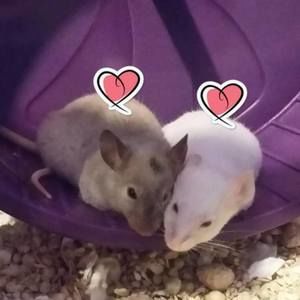 Meet your Posher, Dalia