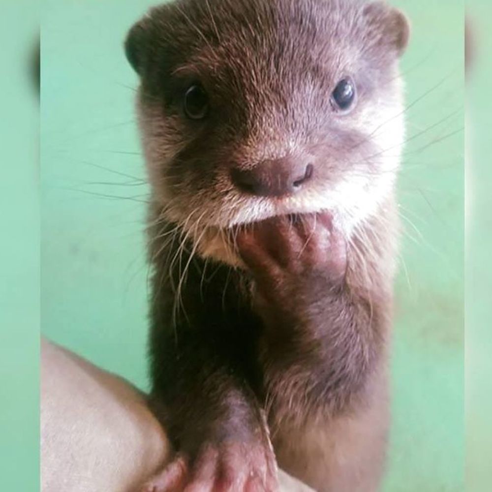 Meet your Posher, Phyllis