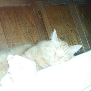 Meet your Posher, Skye