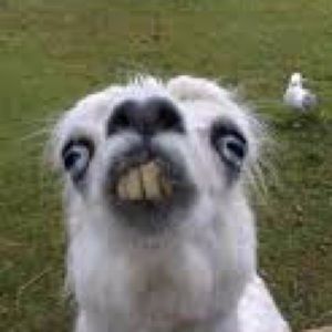 Meet your Posher, Aubrey