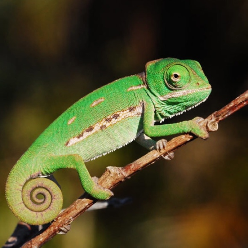 Meet your Posher, Sophia