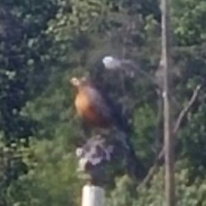 Meet your Posher, Lafonte