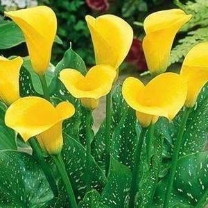 Meet your Posher, Olive