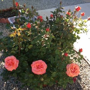 Meet your Posher, Thao