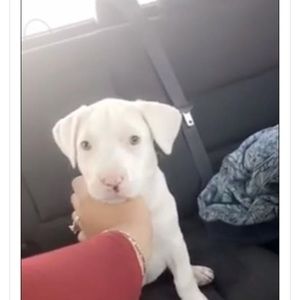 Meet your Posher, Lacole