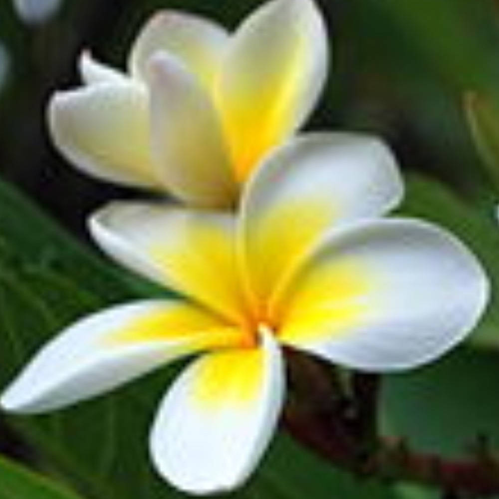 Meet your Posher, Michele