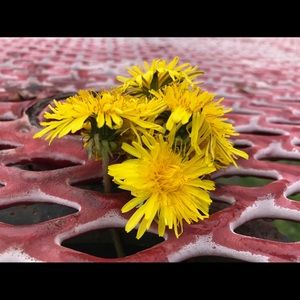 Meet your Posher, Luul