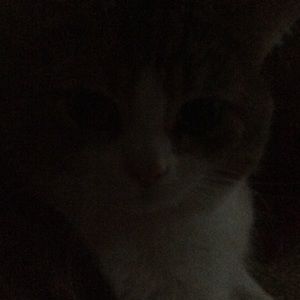 Meet your Posher, Misty