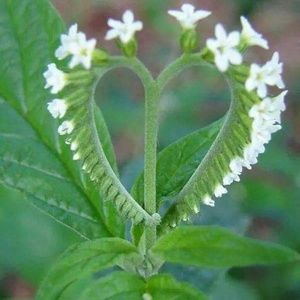 Meet your Posher, Beverly