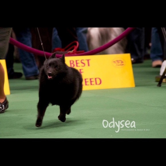 Meet your Posher, Amy - Picture 7 of 8