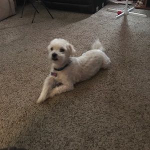 Meet your Posher, Leccia