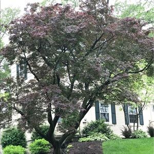 Meet your Posher, Bersi