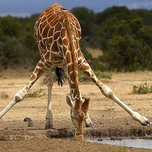 Meet your Posher, Cynthia