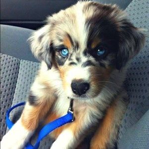 Meet your Posher, Paige