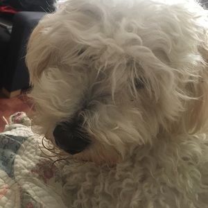 Meet your Posher, Joshua