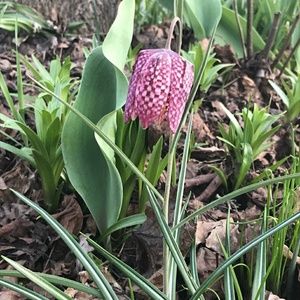 Meet your Posher, Anjanette