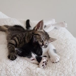 Meet your Posher, Lisa