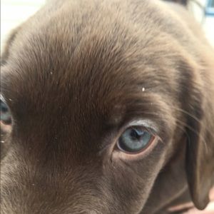 Meet your Posher, Eden